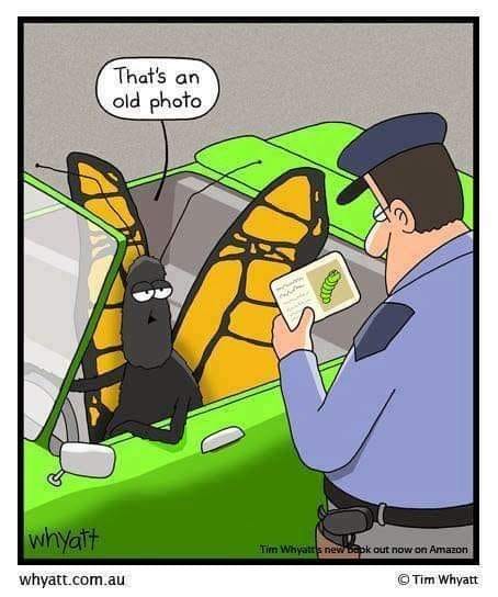 Butterfly Joke